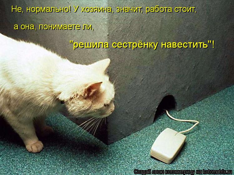 Не, нормально! У хозяина, значит, работа стоит, а она, понимаете ли, "решила сестрёнку навестить"!... Котоматрица: Не, нормально! У хозяина, значит, работа стоит, а она, понимаете ли, "решила сестрёнку навестить"!