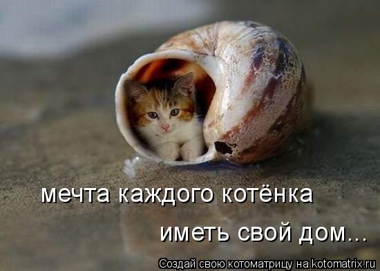мечта каждого котёнка иметь свой дом...... Котоматрица: мечта каждого котёнка иметь свой дом...