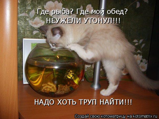 Котоматрица: НАДО ХОТЬ ТРУП НАЙТИ!!! Где рыба? Где мой обед?  НЕУЖЕЛИ УТОНУЛ!!!