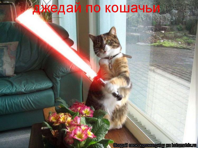 джедай по кошачьи... Котоматрица: джедай по кошачьи