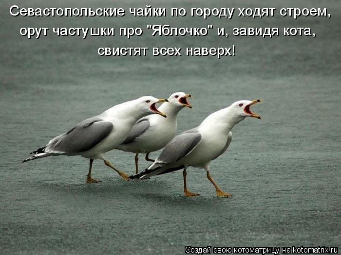 Котоматрица: Севастопольские чайки по городу ходят строем, орут частушки про "Яблочко" и, завидя кота, свистят всех наверх!