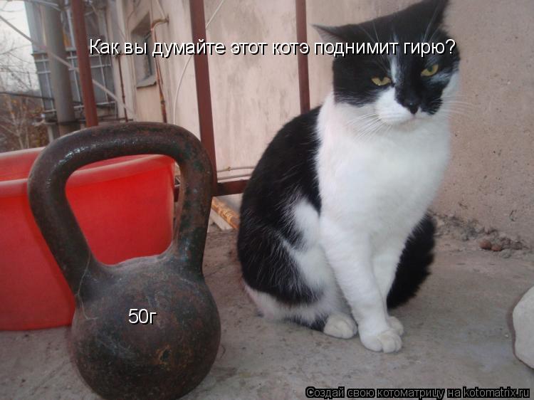 Как вы думайте этот котэ поднимит гирю? 50г... Котоматрица: Как вы думайте этот котэ поднимит гирю? 50г