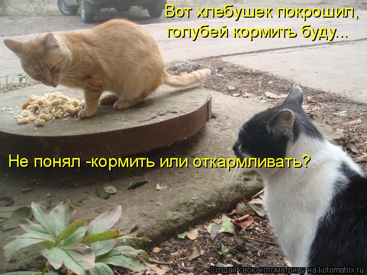 Котоматрица: Вот хлебушек покрошил, голубей кормить буду... Не понял -кормить или откармливать?