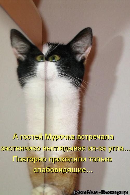 А гостей Мурочка встречала застенчиво выглядывая из-за угла... Повторно приходили только слабовидящ... Котоматрица: А гостей Мурочка встречала застенчиво выглядывая из-за угла... Повторно приходили только слабовидящие...