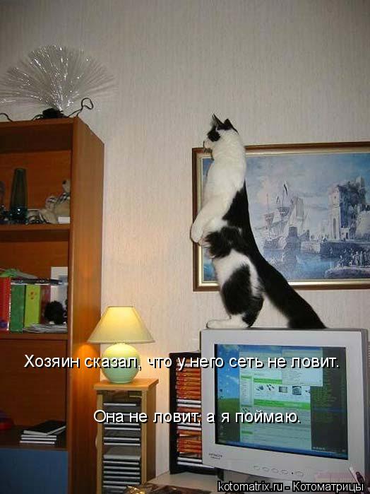 Котоматрица: Хозяин сказал, что у него сеть не ловит. Она не ловит, а я поймаю.