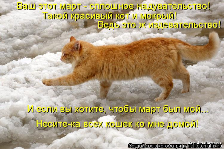 Котоматрица: Ваш этот март - сплошное надувательство!  Такой красивый кот и мокрый!  Ведь это ж издевательство!  И если вы хотите, чтобы март был мой... Неси