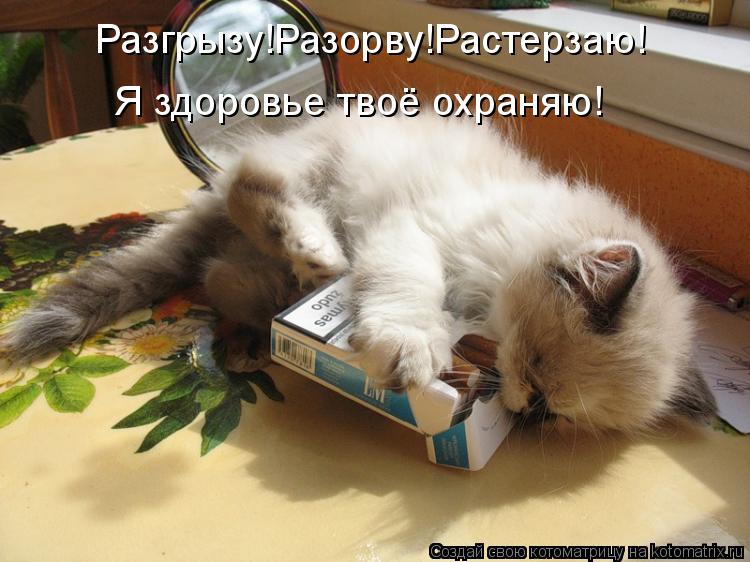 Котоматрица: Разгрызу!Разорву!Растерзаю! Я здоровье твоё охраняю!