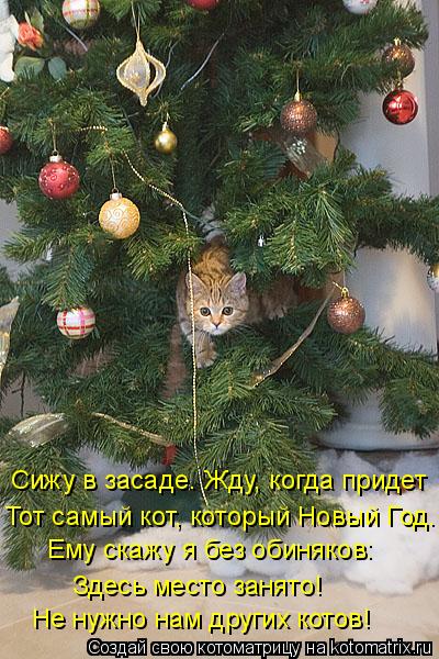 Котоматрица: Сижу в засаде. Жду, когда придет Тот самый кот, который Новый Год. Ему скажу я без обиняков: Здесь место занято! Не нужно нам других котов!