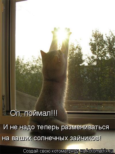 Оп, поймал!!! И не надо теперь размениваться на ваших солнечных зайчиков!... Котоматрица: Оп, поймал!!! И не надо теперь размениваться на ваших солнечных зайчиков!