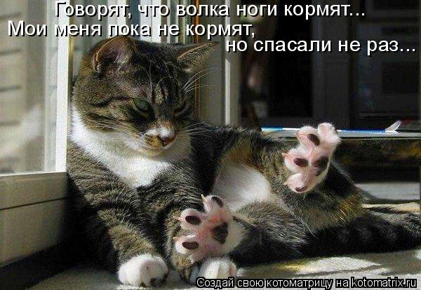 Говорят, что волка ноги кормят... Мои меня пока не кормят, но спасали не раз...... Котоматрица: Говорят, что волка ноги кормят... Мои меня пока не кормят, но спасали не раз...