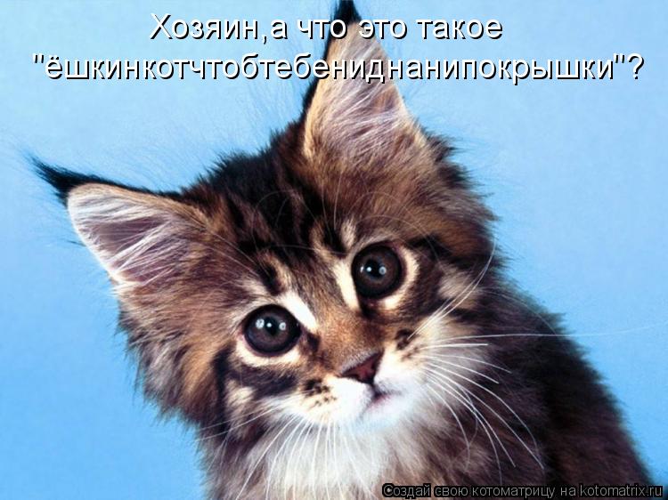 Хозяин,а что это такое "ёшкинкотчтобтебениднанипокрышки"?... Котоматрица: Хозяин,а что это такое "ёшкинкотчтобтебениднанипокрышки"?