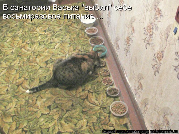 Котоматрица: В санатории Васька "выбил" себе  восьмиразовое питание ...