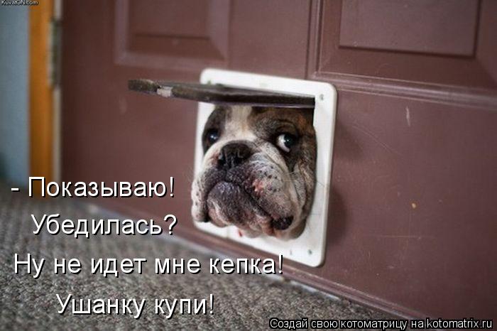 Ну не идет мне кепка! Ушанку купи! Убедилась? - Показываю!... Котоматрица: Ну не идет мне кепка! Ушанку купи! Убедилась? - Показываю!