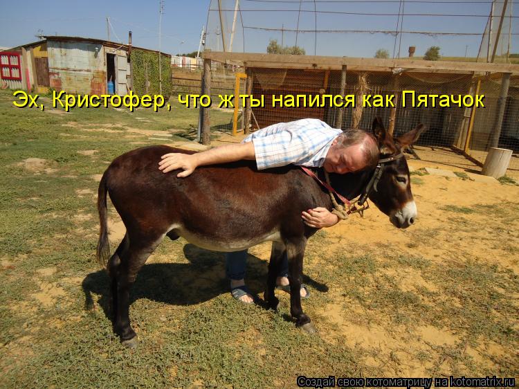 Эх, Кристофер, что ж ты напился как Пятачок... Котоматрица: Эх, Кристофер, что ж ты напился как Пятачок