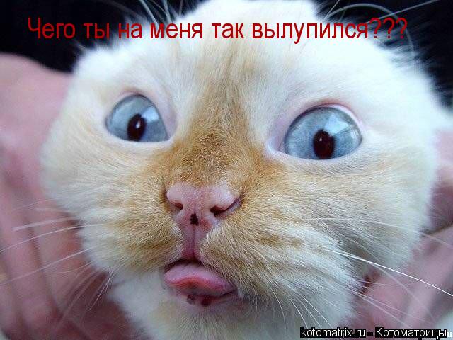 Котоматрица: Чего ты на меня так вылупился???
