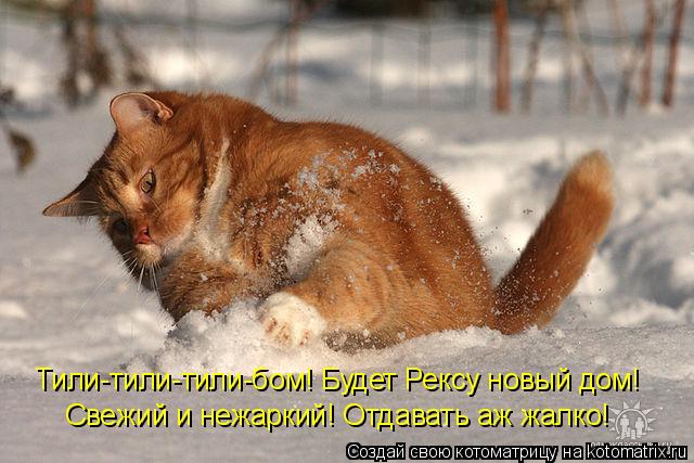 Тили-тили-тили-бом! Будет Рексу новый дом! Свежий и нежаркий! Отдавать аж жалко!... Котоматрица: Тили-тили-тили-бом! Будет Рексу новый дом! Свежий и нежаркий! Отдавать аж жалко!