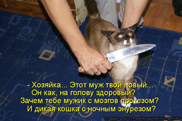Котоматрица: - Хозяйка... Этот муж твой новый...  Он как, на голову здоровый?  Зачем тебе мужик с мозгов протезом?  И дикая кошка с ночным энурезом?