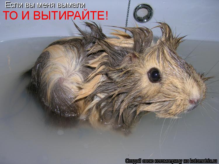 Котоматрица: Если вы меня вымали ТО И ВЫТИРАЙТЕ!