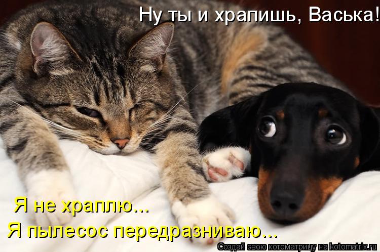 Ну ты и храпишь, Васька! Я не храплю... Я пылесос передразниваю...... Котоматрица: Ну ты и храпишь, Васька! Я не храплю... Я пылесос передразниваю...