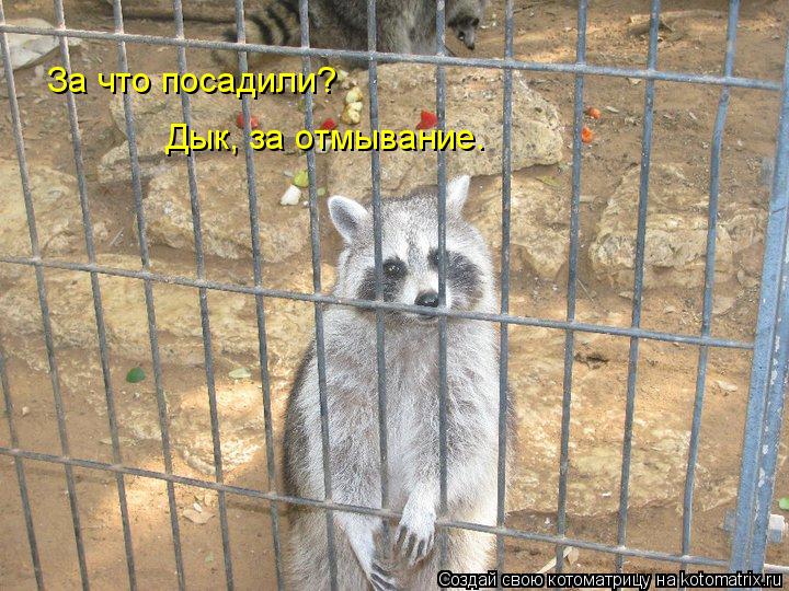 За что посадили? Дык, за отмывание.... Котоматрица: За что посадили? Дык, за отмывание.
