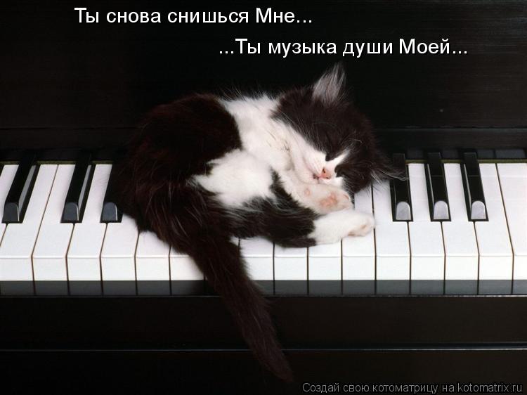 ...Ты музыка души Моей... Ты снова снишься Мне...... Котоматрица: ...Ты музыка души Моей... Ты снова снишься Мне...