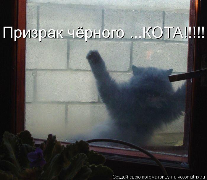 Призрак чёрного ...КОТА!!!!!... Котоматрица: Призрак чёрного ...КОТА!!!!!