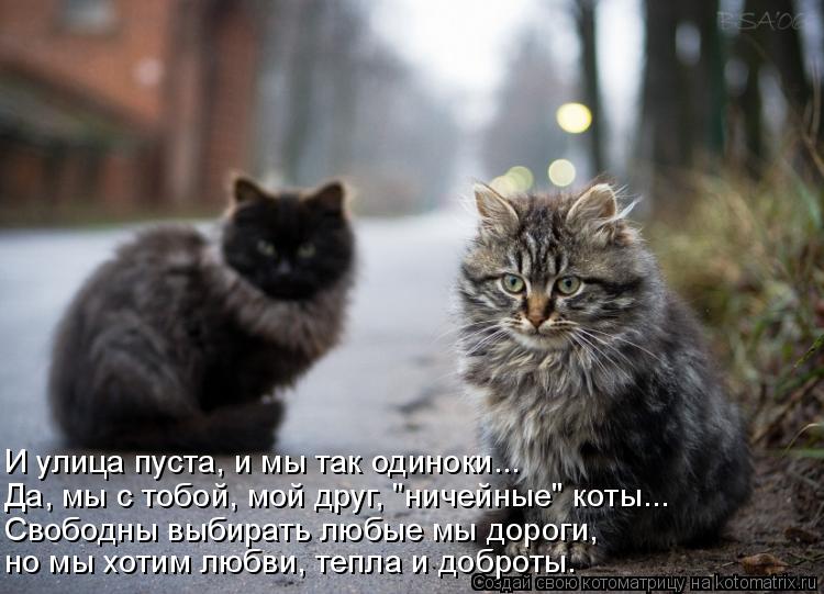 И улица пуста, и мы так одиноки... Да, мы с тобой, мой друг, "ничейные" коты... Свободны выбирать лю... Котоматрица: И улица пуста, и мы так одиноки... Да, мы с тобой, мой друг, "ничейные" коты... Свободны выбирать любые мы дороги, но мы хотим любви, тепла и добро