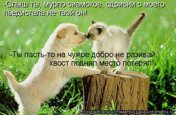 пьедистала,не твой он! -Слыш ты, мурло сиамское, сдрисни с моего -Ты пасть-то на чужое добро не разив... Котоматрица: пьедистала,не твой он! -Слыш ты, мурло сиамское, сдрисни с моего -Ты пасть-то на чужое добро не разивай, хвост поднял,место потерял!