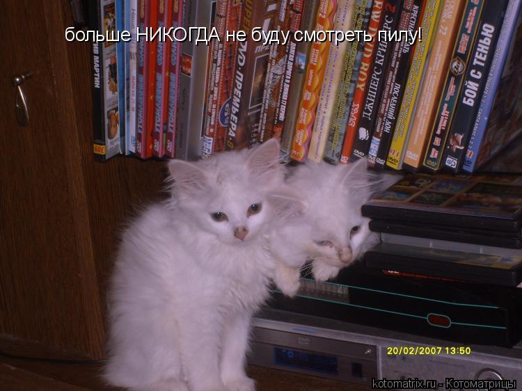 больше НИКОГДА не буду смотреть пилу!... Котоматрица: больше НИКОГДА не буду смотреть пилу!