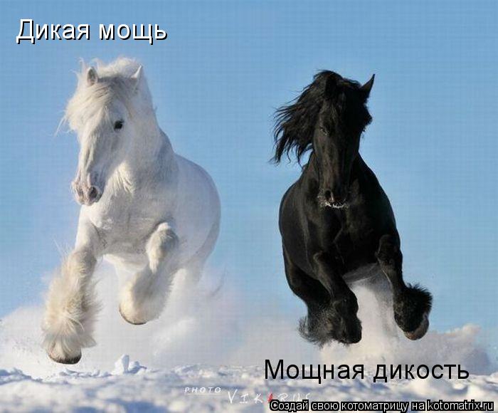 Дикая мощь Мощная дикость... Котоматрица: Дикая мощь Мощная дикость
