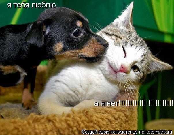 Котоматрица: я тебя люблю я тебя люблю а я нет!!!!!!!!!!!!!!!!!!!!!!!!!!!!!!