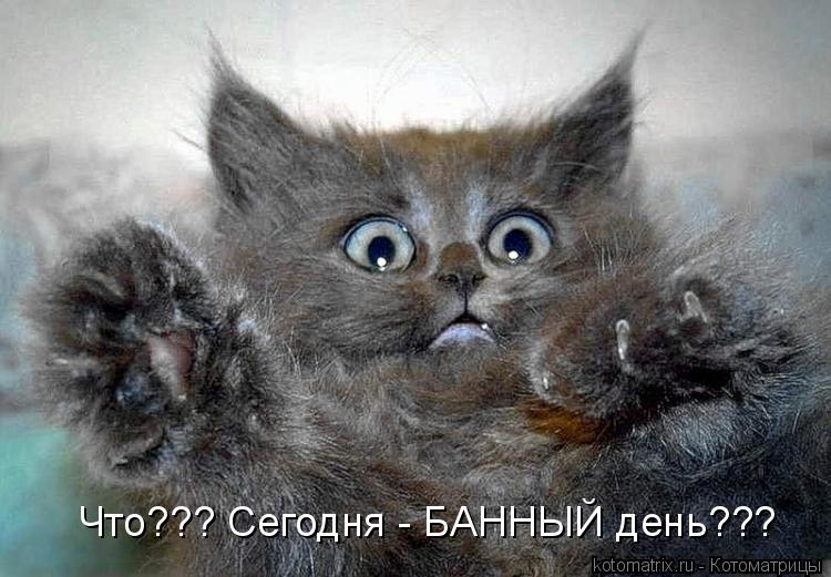 Что??? Сегодня - БАННЫЙ день???... Котоматрица: Что??? Сегодня - БАННЫЙ день???