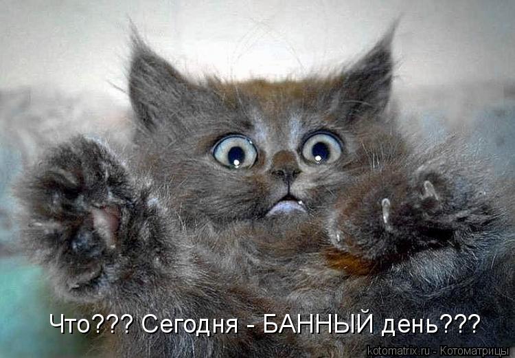 Котоматрица: Что??? Сегодня - БАННЫЙ день???