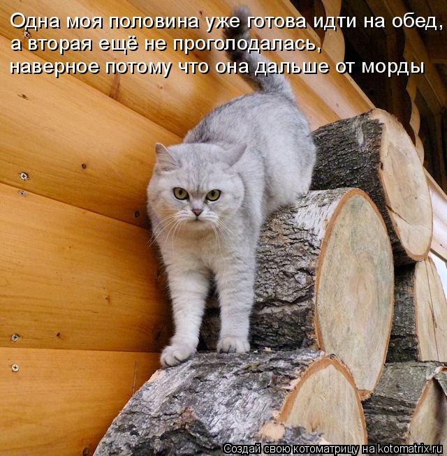Одна моя половина уже готова идти на обед, а вторая ещё не проголодалась, наверное потому что она д... Котоматрица: Одна моя половина уже готова идти на обед, а вторая ещё не проголодалась, наверное потому что она дальше от морды