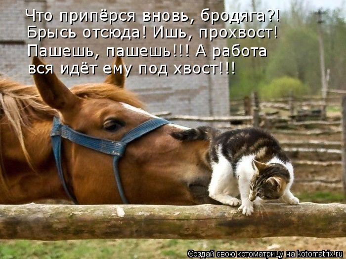 Котоматрица: Что припёрся вновь, бродяга?! Брысь отсюда! Ишь, прохвост! Пашешь, пашешь!!! А работа вся идёт ему под хвост!!!