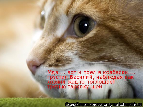 Мдя.... вот и поел я колбаски.... грустил Василий, наблюдая как хозяин жадно поглощает третью тар... Котоматрица: Мдя.... вот и поел я колбаски.... грустил Василий, наблюдая как хозяин жадно поглощает третью тарелку щей