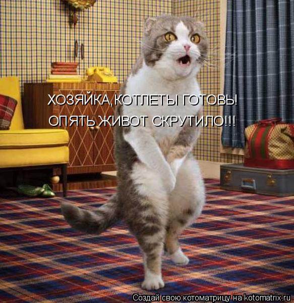 ХОЗЯЙКА,КОТЛЕТЫ ГОТОВЬ! ОПЯТЬ ЖИВОТ СКРУТИЛО!!!... Котоматрица: ХОЗЯЙКА,КОТЛЕТЫ ГОТОВЬ! ОПЯТЬ ЖИВОТ СКРУТИЛО!!!