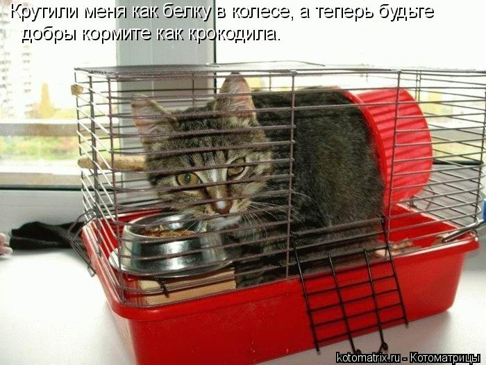 Крутили меня как белку в колесе, а теперь будьте добры кормите как крокодила.... Котоматрица: Крутили меня как белку в колесе, а теперь будьте добры кормите как крокодила.