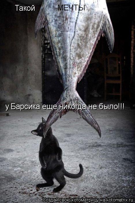Такой МЕЧТЫ у Барсика еще никогда не было!!!... Котоматрица: Такой МЕЧТЫ у Барсика еще никогда не было!!!