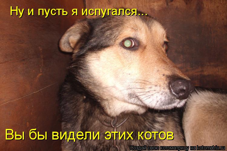 Котоматрица: Ну и пусть я испугался... Вы бы видели этих котов