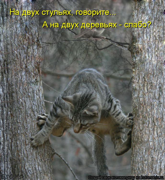 На двух стульях, говорите... А на двух деревьях - слабо?... Котоматрица: На двух стульях, говорите... А на двух деревьях - слабо?