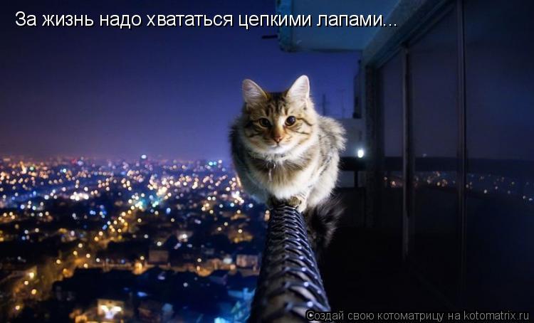 За жизнь надо хвататься цепкими лапами...... Котоматрица: За жизнь надо хвататься цепкими лапами...