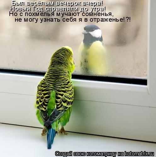 Котоматрица: Был весёлым вечерок вчера! Новый Год справляли до утра! Но с похмелья мучают сомненья, не могу узнать себя я в отраженье!?!