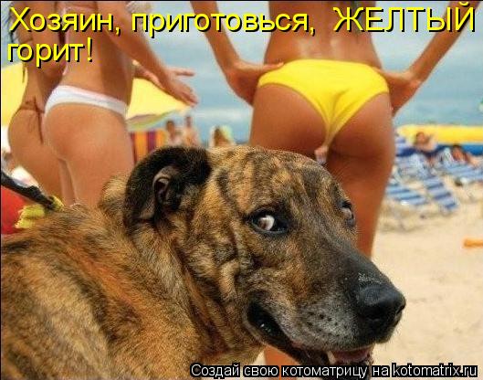 Хозяин, приготовься, ЖЕЛТЫЙ горит!... Котоматрица: Хозяин, приготовься, ЖЕЛТЫЙ горит!