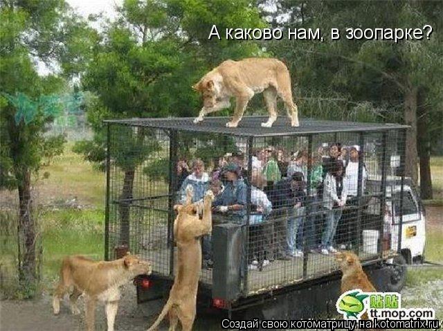 А каково нам, в зоопарке?... Котоматрица: А каково нам, в зоопарке?