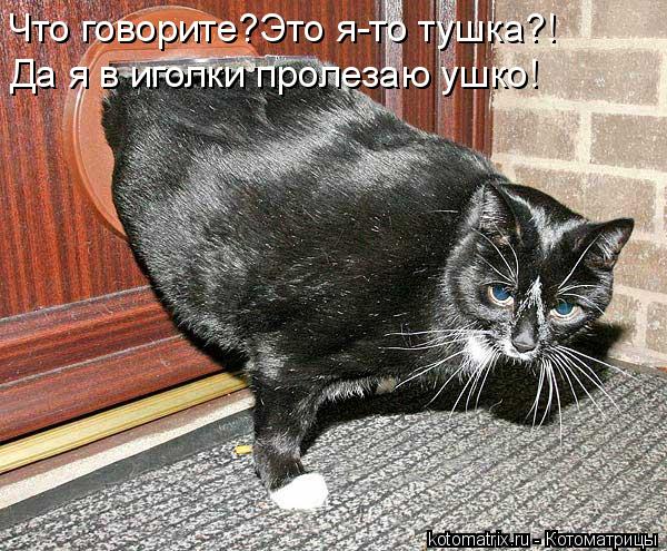 Да я в иголки пролезаю ушко! Что говорите?Это я-то тушка?!... Котоматрица: Да я в иголки пролезаю ушко! Что говорите?Это я-то тушка?!