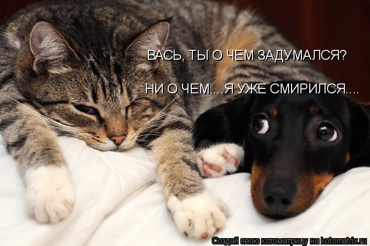 ВАСЬ, ТЫ О ЧЕМ ЗАДУМАЛСЯ? НИ О ЧЕМ....Я УЖЕ СМИРИЛСЯ....... Котоматрица: ВАСЬ, ТЫ О ЧЕМ ЗАДУМАЛСЯ? НИ О ЧЕМ....Я УЖЕ СМИРИЛСЯ....