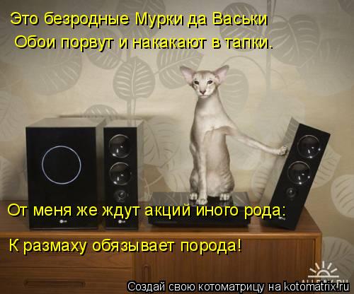 Это безродные Мурки да Васьки Обои порвут и накакают в тапки. От меня же ждут акций иного рода: К раз... Котоматрица: Это безродные Мурки да Васьки Обои порвут и накакают в тапки. От меня же ждут акций иного рода: К размаху обязывает порода!