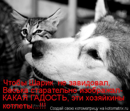 Чтобы Шарик не завидовал, Васька старательно изображал- КАКАЯ ГАДОСТЬ, эти хозяйкины котлеты...!!!... Котоматрица: Чтобы Шарик не завидовал, Васька старательно изображал- КАКАЯ ГАДОСТЬ, эти хозяйкины котлеты...!!!