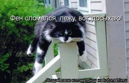 Фен сломался, лежу, вот, досыхаю!... Котоматрица: Фен сломался, лежу, вот, досыхаю!